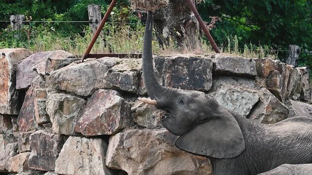 An African elephant (Loxodonta africana) uses its trunk to tug hay from a suspended feeder beside a young calf at a safari park in the Netherlands, a playful and amusing feeding moment on a summer day