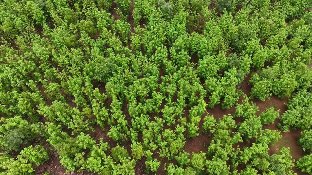 Drone tracks left above a teak plantation, revealing dense forest, rocky terrain, and sustainable woodland. Perfect for forestry, ecology, biodiversity, and conservation.