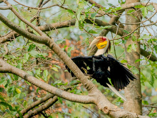 Wreathed Hornbill perched on a branch with wings spread in natural forest setting © kesong