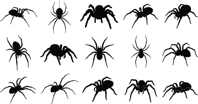 Set of black spider silhouettes isolated on white background for halloween decoration and spooky graphic design projects