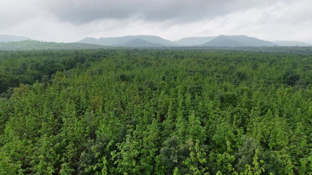 Drone tracks right above a lush teak forest with distant mountains and dramatic clouds. Perfect for forestry, ecology, sustainability, travel, and conservation.