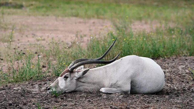 An addax (Addax nasomaculatus), a critically endangered desert antelope with long spiral horns, lies on the grass at a safari park in the Netherlands, its pale coat contrasting with the green