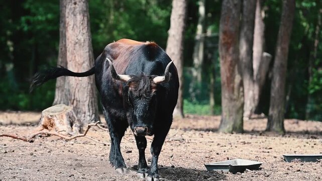A Heck bull (Bos taurus), a robust cattle breed bred to resemble the extinct aurochs, walks slowly toward the camera across the sandy floor of a wooded enclosure at a safari park in the Netherlands on