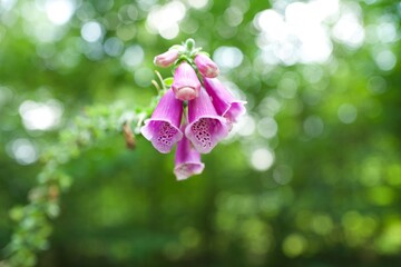 Pink foxglove flowers with soft green bokeh background © Turner