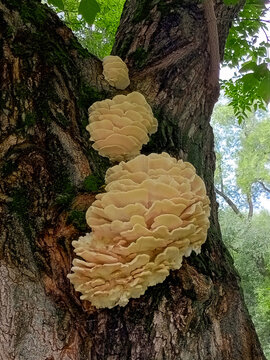 northern tooth fungus growing on an old tree.