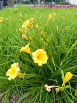 Yellow daylily flowers in the garden, closeup of photo