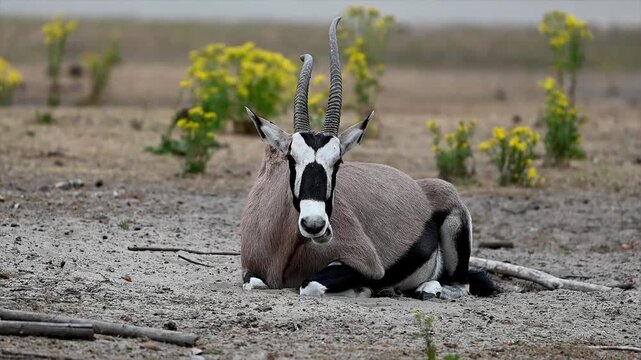 A gemsbok (Oryx gazella) rests on dry ground among yellow flowers at a safari park in the Netherlands, its striking black and white facial mask and long straight horns clearly visible.