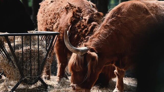 Highland cattle with long shaggy red coats and wide curved horns feed on hay from a rack at a safari park in the Netherlands, the fringed coats typical of the hardy Scottish breed.