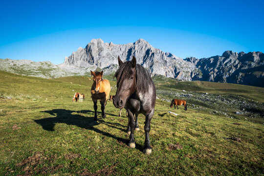 Wild Horses Grazing with Mountain Peaks in the Background, Picos de Europa National Park, Spain