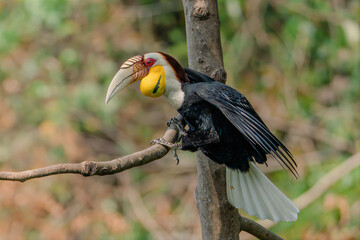 Wreathed Hornbill perched on a branch in tropical forest with distinctive casque and plumage © kesong