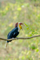 Wreathed Hornbill perched on a branch eating green leaves in tropical forest © kesong