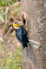 Wreathed Hornbill peering from tree cavity while perched on trunk in natural habitat © kesong