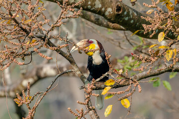 Wreathed Hornbill perched on a branch feeding on flower clusters in natural forest habitat © kesong