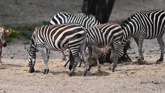 A herd of zebras (Equus) grazes together in the shade of trees at a safari park in the Netherlands, the striped bodies forming a natural pattern in the summer light.