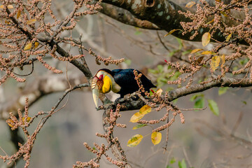 Wreathed Hornbill perched on a branch in tropical forest with distinctive yellow casque and black plumage © kesong