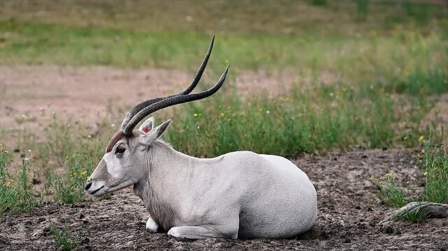 A critically endangered addax (Addax nasomaculatus) rests on the ground in close view, the twisted spiral horns and dark facial markings of this desert antelope clearly visible at a Dutch safari park.