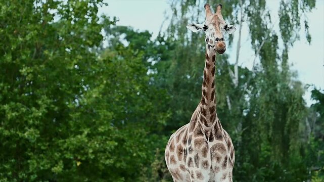 A giraffe (Giraffa camelopardalis) stands tall among green summer trees under a blue sky at a safari park in the Netherlands, its long neck and patterned coat rising above the foliage.