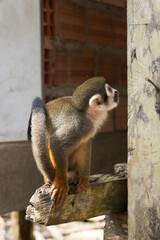 Squirrel monkey perched on wooden beam looking up © AntonioJose