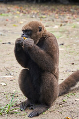 Brown woolly monkey sitting on ground eating piece of fruit © AntonioJose