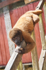 Brown woolly monkey resting head on wooden handrail outdoors © AntonioJose