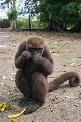 Brown woolly monkey sitting on dirt ground eating fruit in rainforest © AntonioJose