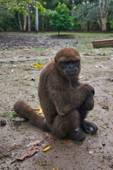Brown woolly monkey sitting on ground in clearing © AntonioJose