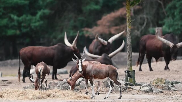 A herd of long horned Ankole cattle and antelopes gathers on sandy ground under trees at a safari park in the Netherlands, a mixed African livestock scene in summer.