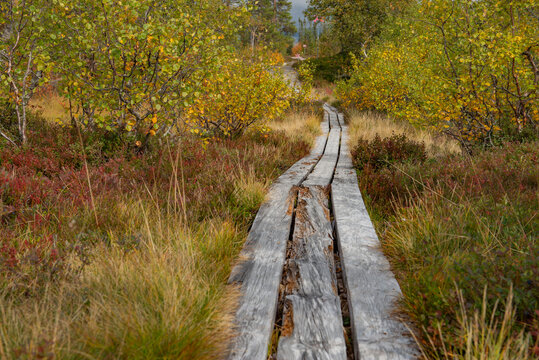 wooden hiking trail following a skiddo track crossing the forest at the edge of autumn in sweden