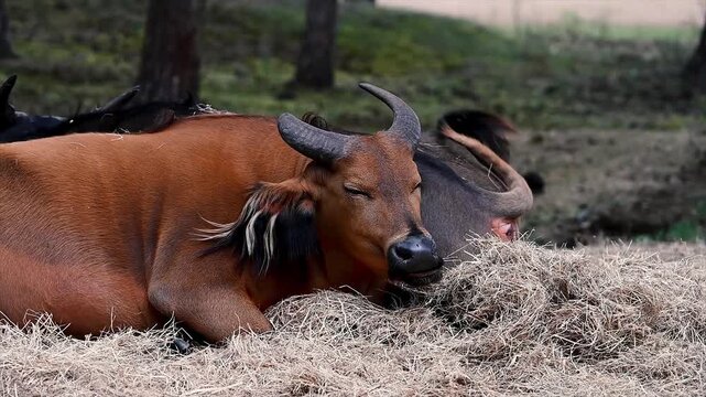 A red forest buffalo (Syncerus caffer nanus) rests on a bed of straw, its chestnut coat, tufted ears and curved horns lit by soft daylight at a safari park in the Netherlands.