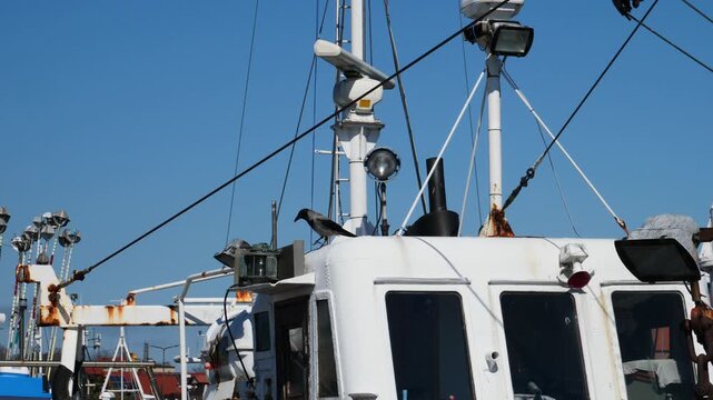 A carrion crow explores the deck of a fishing boat moored in the harbor of Hel, Poland, searching for food scraps.