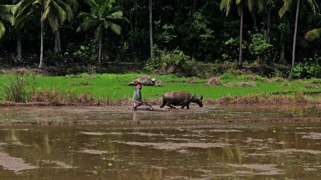 Camera pans right, following a farmer and water buffalo plowing a flooded rice field with palm trees in rural Bohol
