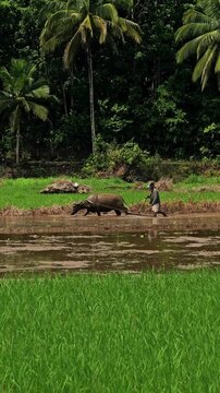 Vertical camera pans left, following a farmer and water buffalo plowing a flooded rice field in rural Bohol