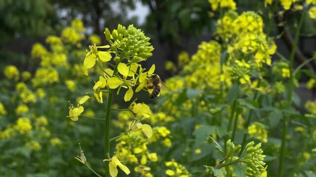 Honey Bee Pollinating Buckwheat Flowers in Bloom