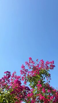 pink flowers against blue sky, vertical background