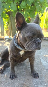 french bulldog, dog sittin in the floor outdoor