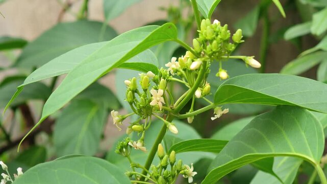 Gymnema sylvestre Flower,Gymnema Flower  on the tree