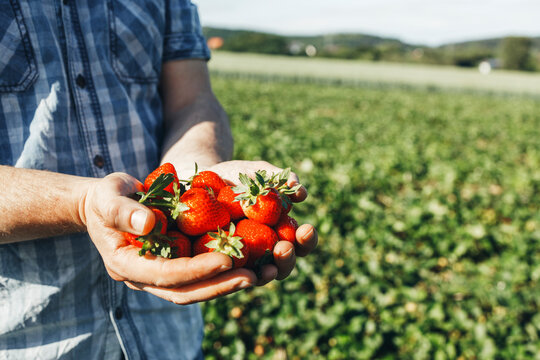 Man holding strawberries in field on sunny day