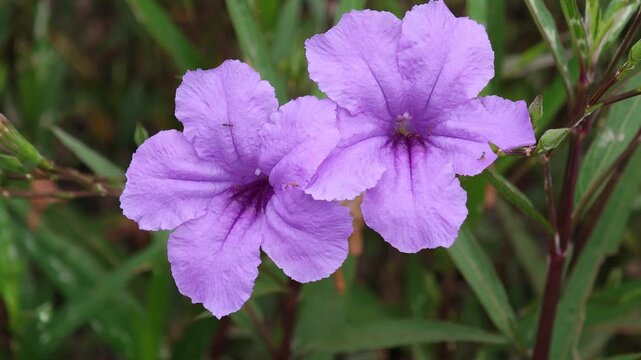 purple flowers, purple flowers on the  garden

