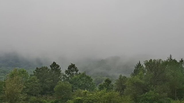 Scene of the mountain and forest in the fog in the morning