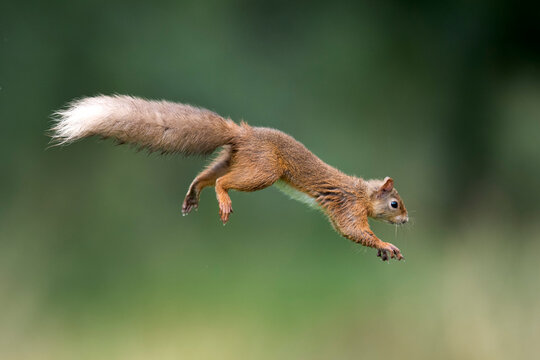 Eurasian red squirrel (Sciurus vulgaris) jumping