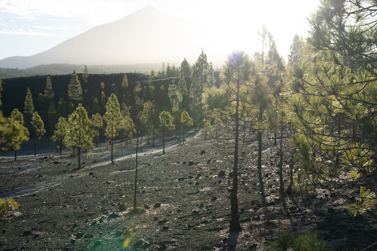 Sunlit pine forest in Teide National Park on Tenerife