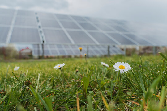 Fresh daisies on grass with solar panels in back