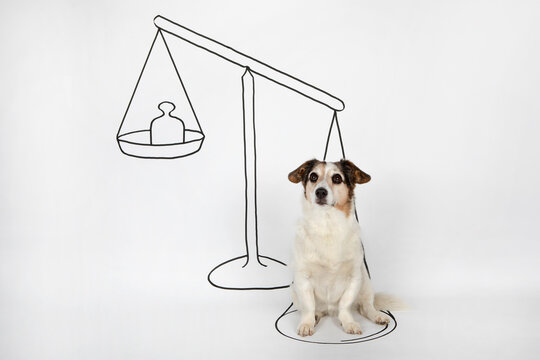 Portrait of mongrel sitting on drawn scale on white ground
