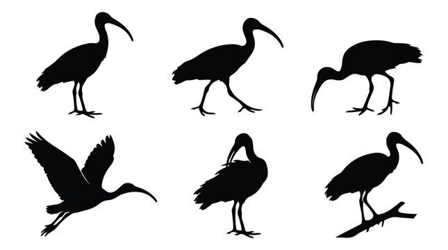 A set of six ibis bird silhouette vector icon illustrations on a white background
