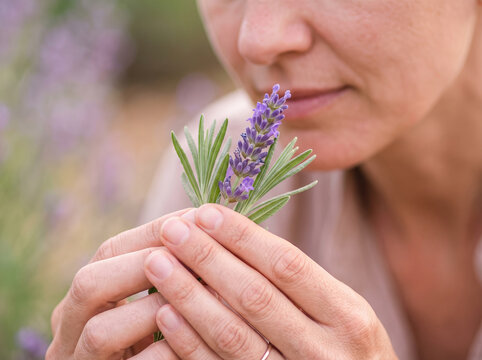 Close up of woman holding fresh lavender plant near face smelling aroma