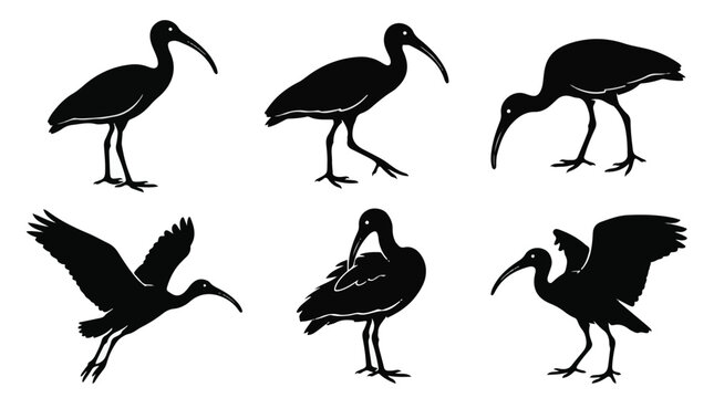 A set of six ibis bird silhouette vector icon illustrations on a white background
