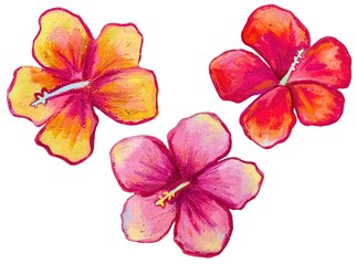 Hand Drawn Hibiscus Flower Illustration Set Isolated on White Background © Felicia