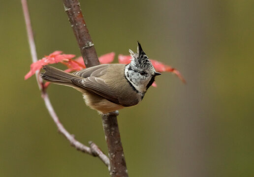 Crested tit, Lophophanes cristatus, on a twig