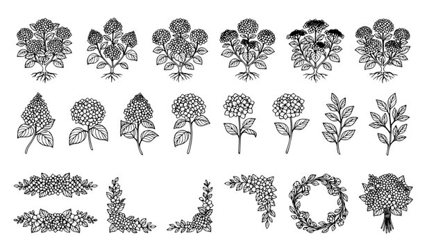 Botanical Hydrangea Bush Line Art Collection with Floral Outline Vector Elements for Decorative Design