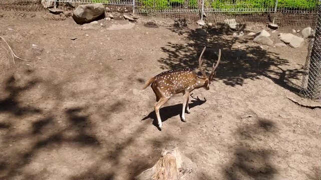 A clip of male spotted deer strolling away from the camera view